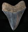 Gorgeous Megalodon Tooth - South Carolina #15604-2